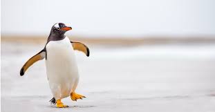 Image result for penguin