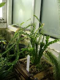 Image result for Huperzia phlegmaria