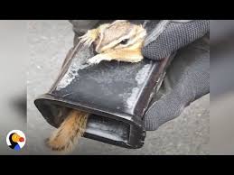 There is often no struggle or splashing, no cry for help. Scared Chipmunk Stuck In Truck Hitch Rescued By Patient Guy The Dodo Youtube