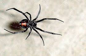 Civil war, black widow says you could at least recognise me while fighting a natasha romanoff: Black Wikipedia