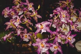 Grass varieties, grass maturity, drought tolerance, soil fertility, growing conditions and service. American Plant 5258 River Rd Bethesda Md Florists Mapquest