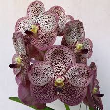 Image result for Buchnera pulcherrima