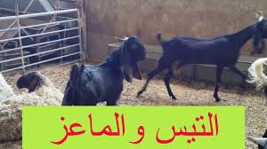 تضريب الماعز التيس والماعز شاهد عملية تضريب الماعز وافضل عمر ووقت لتضريب places to visit visiting horses