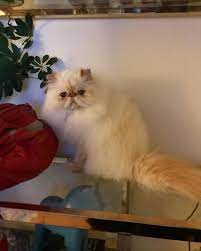 Bowie Doesn T Understand Why The Humans Cute Cats And Dogs Popular Cat Breeds Adorable Cute Animals
