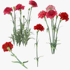 Carnation Collection 3d Model Ad Carnation Collection Model Carnations 3d Model Beauty Website