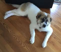 The great pyrenees is a large, loyal dog that has a stubborn streak. Great Pyrenees Border Collie And German Shepherd Mix Puppy 4 5 Months Old Shepherd Mix Puppies German Shepherd Mix Puppies Great Pyrenees