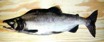 Toårige livssyklusen har det blitt pukkellaks in v aderte norsk e. Nyheter Nordmore Uonsket Lakseart Tatt I Surna