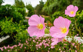 Rosa Nachtkerze Mit Rosa Bluten Im Garten Bodendecker Einfache Gartengestaltung Blumen Fur Garten