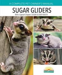 These Popular Adorable Marsupials Come From The Same General Family As Koalas And Kangaroos And Are Native To Australia A Sugar Glider Sugar Glider Baby Pets