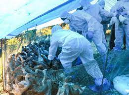 Here's an explainer on the seriousness of the bird flu outbreak, threat of avian influenza spreading to humans and its economic impact in india. Kerala Bird Flu Latest News Pinarayi Vijayan Govt Orders Culling Of Birds Alappuzha Kottayam India News India Tv
