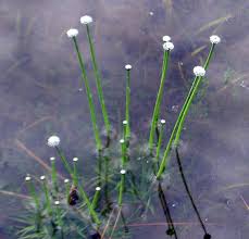 Image result for Eriocaulon truncatum