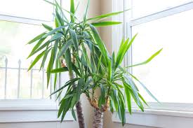 Image result for yucca gigantea en casa