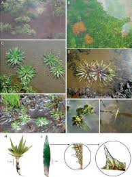 Image result for Blyxa hexandra