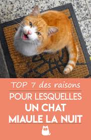 Epingle Sur Chats Et Chatons