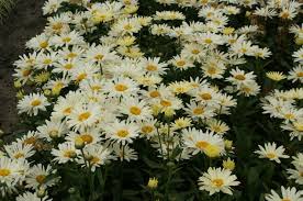 Sono particolarmente adatte per la produzione di fiori da recidere. Margherite Piante Perenni Come Curare Le Margherite