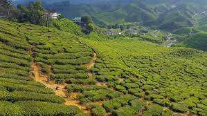 Do you know that sungai palas tea plantation produces more than 800,000 cups of tea every day? Tea Plantations In The Cameron Highlands In Malaysia