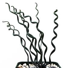 Image result for Albuca kirkii