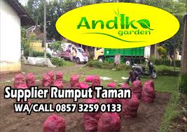 Rumput gajah mini di jogja. Pin Di Jual Rumput Gajah Mini Madiun
