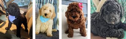 The goldendoodle is a cross between the golden retriever and poodle dog breeds and tends to exhibit the best traits inherited from the parent breeds. Mini Goldendoodle Puppies