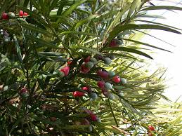 Древовидный хвойник с крупными развесистыми. Hey Yew All Best Yew Trees To Plant In Austin Lawnstarter