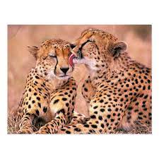 Cheetahs Postcard Zazzle Com In 2020 Animals Cheetahs Livestock Guardian Dog