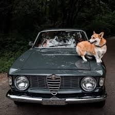 Image result for Verde Muschio 1965 Alfa-Romeo