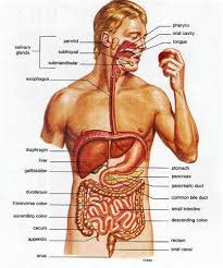 Digestive System Overview Digestion Works By Moving Food Through The Gastrointestinal Tract D Human Body Anatomy Human Body Organs Digestive System Anatomy