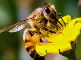 Oak and birch trees grown from. California Street Shut Down After 40 000 Bees Swarm From Hotel Bees The Guardian