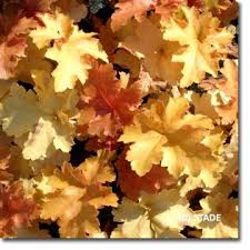 Heuchera Micrantha Amber Waves Garten Purpurglockchen Hier Bestellen Purpurglockchen Stauden Garten