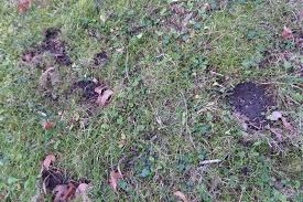 Bei einem kräuterbeet ist im gegensatz zu einem gemüsebeet die lage sehr viel wichtiger. Wildtiere In Der Stadt Locher Im Rasen Garten