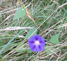 Image result for Ipomoea chloroneura