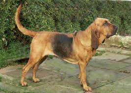 Black And Tan Bloodhound Latest Wallpapers Bloodhound Black And Tan Wallpaper Bloodhound Dog Breeds Animals Images