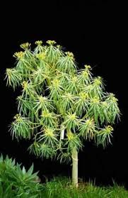 Image result for Euphorbia jubata