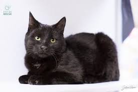 Paws cat city is located in seattle's university district. Black Cats Are Less Instagram Friendly Here Are 5 Places To Adopt News