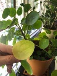 If you suspect you over watered your chinese money plant, allow the soil to dry out and keep the plant somewhere with good air circulation. Chinese Money Plant Care 5 Secrets Pilea Peperomioides