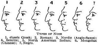 nose shapes and names google search nose types greek