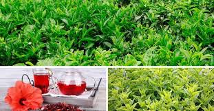 A tea garden is a garden where tea and light refreshments are served, a tea plantation, or any garden with which the drinking of tea is associated. How To Grow Care For And Harvest Your Own Tea Garden Gardening Channel