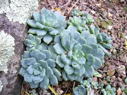 Echeveria Amoena L De Smet Ex E Morr Encyclopedia Of Life It is a herbaceous, perennial plant with a stem up to 8 cm long. echeveria amoena l de smet ex e morr