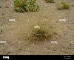 Image result for Stipagrostis