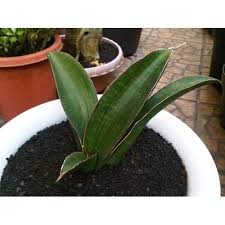 Image result for Sansevieria sinus-simiorum