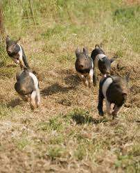 Cinta Senese Pigs Which Are A Local Tuscan Breed Were Classified As An Endangered Species And They Almost Went Extinct As P Cute Piglets Cute Animals Breeds