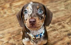 Dapple Dachshunds How To Care For The Spotted Sausage Dog K9 Web