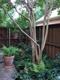 Crape myrtles grow in u.s. The Transplanted Gardener Finegardening