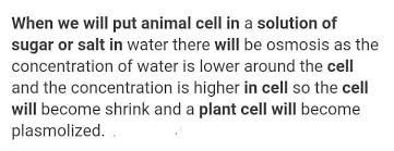 Then solute will tend to move from low conc. What Will Happen If We Put An Animal Or A Plant Cell Into A Solution Of Sugar Or Salt In Water Brainly In