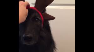 Reindeer are the only mammals that can see ultraviolet light. Dog Wears Antlers That Light Up Youtube