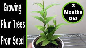 How To Grow Plum Trees From Seed 0 3 Months Youtube Plum Tree Plum Seed Growing Fruit Trees