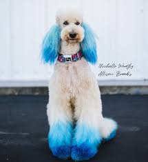 Opawz Permanent Dog Dye Inncoenet Blue And Navy Blue Dog Dye Dog Hair Dye Color Pop