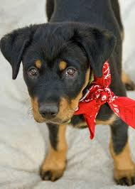 This pup is vet checked, up to date on vaccinations & dewormer plus the breeder provides a 1 year genetic health guarantee for alisha. Rottweiler Lab Mix For Sale Near Me Off 64 Www Usushimd Com
