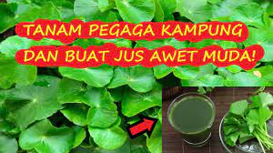 Cara (how to / diy) menamam pegaga di dalam botol dengan cara kitar semula botol terpakai. Pak Cik Kebun Kongsi Cara Tanam Pokok Pegaga Original Kampung Kebun Bandar Youtube