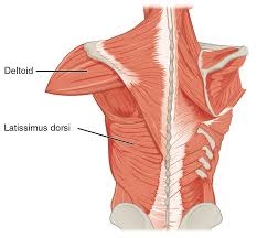 Three types of back muscles that help the spine function are extensors, flexors and obliques. Latissimus Dorsi Muscle Wikipedia